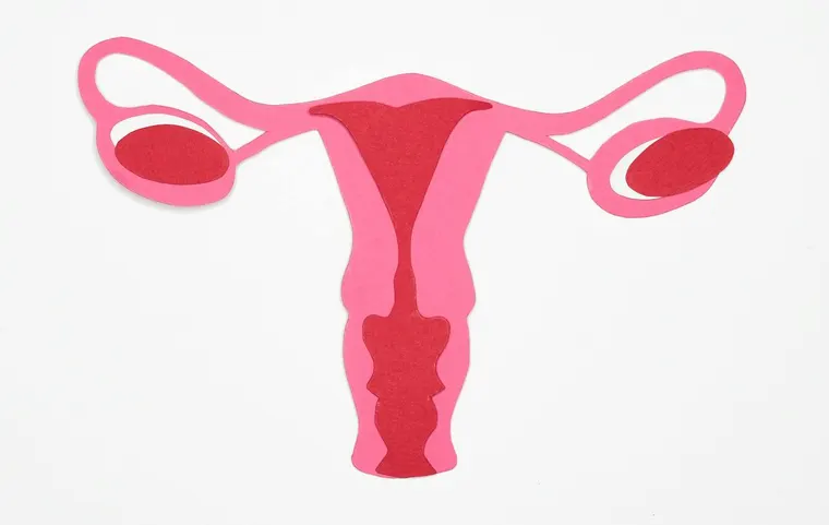 Paper-cut illustration of the female reproductive system