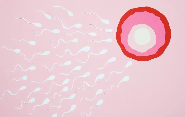 Paper illustration of sperm approaching an egg